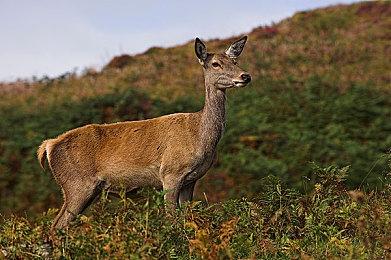 猫咪冒险游戏《Stray》在韩国评级 将于2022年发售