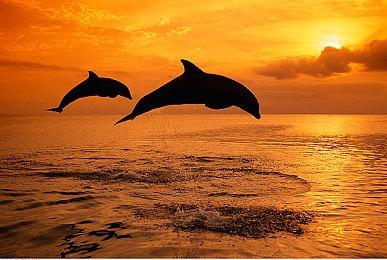 《怪物猎人崛起 曙光》销量破300万 官方补上纪念插图